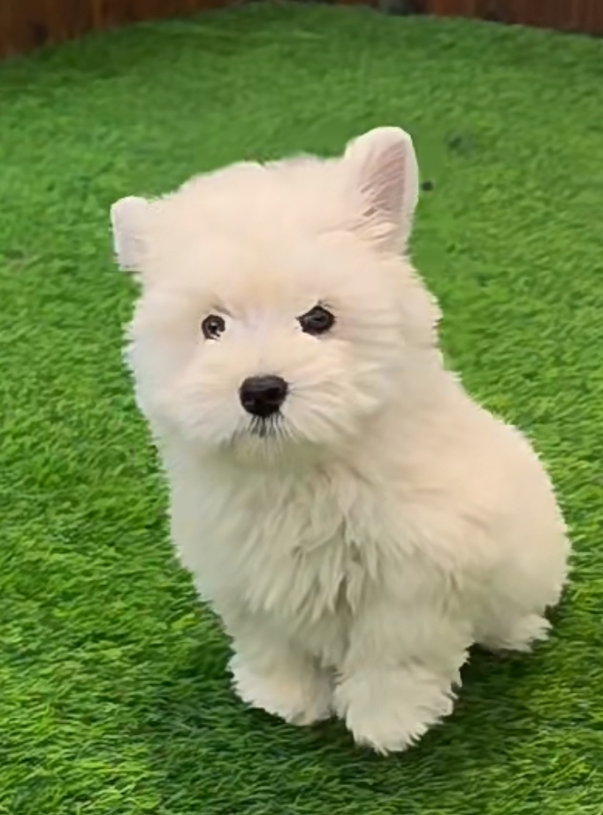 洁白的小棉花糖